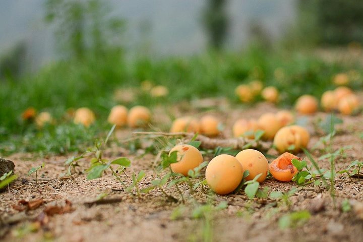 Dehradun to Haldwani Cabs